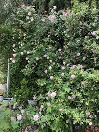 My Cecile Brunner Climbing Rose Gardening Garden Diy Home Flowers Roses Nature Landscaping Horticulture Climbing Roses Landscaping Plants Rose