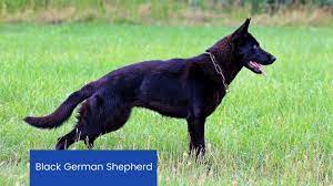 Find the perfect german shepherd dog puppy at puppyfind.com. Best 10 Black German Shepherd Facts Characteristics Eyes Zoological World