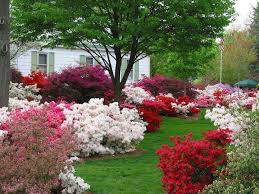 Azaleas Azaleas Landscaping Beautiful Flowers Garden Azaleas Garden