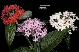Image result for Rubiaceae