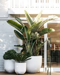 F I G L A N D S C A P E S On Instagram Resort Style Pot Cluster At One Of Our Projects We Are Taking Bookings I Potted Plants Outdoor Plants Garden Design