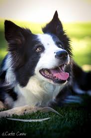 Any Guess As To What Has The Border Collies Attention Border Collie Collie Dog Dog Breeds
