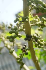 Image result for Brucea