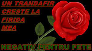 Dorel crainiciuc formatia general musik feat pindu. Un Trandafir Creste La Firida Mea Negativ 2018 Cover 7 Strofe Pentru Fete Nou Formatia Alb Si Negru Chords Chordify