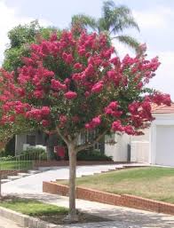 The hybrid crape myrtle, lagerstroemia indica x fauriei, (indian tribe hybrids and named so) was started by dr. Properly Prune Your Crape Myrtle For A Single Stem Multi Stem Or Natural Look The Crape Myrtle Company