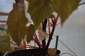 Image result for Begonia oxyloba
