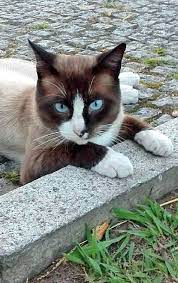 100 Snowshoe Cats - My New Love Ideas Snowshoe Cat Cats Cute Cats