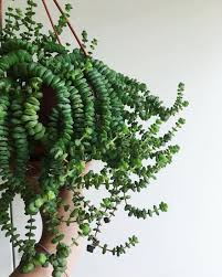 49 Best Hanging Plants In Home Decor Hanging Plants Home Decoration Spider Plant Furniture Balcony Window Balcony Dec Plants Hanging Plants Indoor Plants