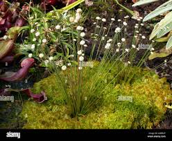 Image result for Syngonanthus