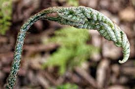 Image result for Arachniodes webbiana