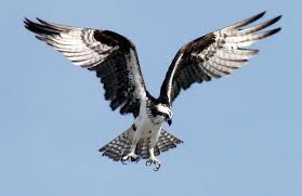 Birds That Start With O Osprey Is A Species Of Hawk Distinguished By Their Dark Brown And White Feather White Head Zorro Like Mask Also Called Osprey Bird Eagle Animals Hawk Bird