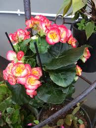 Image result for Chlorophytum gallabatense