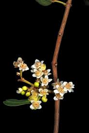 Image result for Euclea undulata