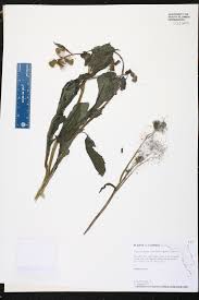 Image result for Crassocephalum paludum