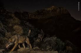 Sparkling and glittering dreamcatcher with wolves and feathers wallpaper setting sizes are now available for the following. Wolf Mountain Wildlife Photographer Of The Year Natural History Museum