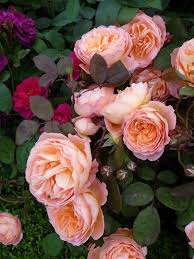 Lady Emma Hamilton La Plus Parfumee Des Roses David Austin Exposition Florale Roses David Austin Idees De Jardin Fleur