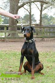 Pin On Doberman Dog