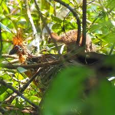 Have You Seen A Hoazin Before I Saw A Cute Mother With Her Baby In The Amazonrainforest The Hoatzin Is N Sustainable Travel Travel Pictures Travel Blogger