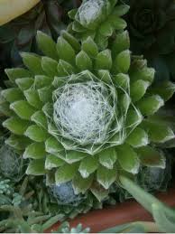 How to get chickens for your urban backyard. How To Grow And Care For A Cobweb Houseleek Sempervivum Arachnoideum World Of Succulents Sempervivum Growing Succulents Cacti And Succulents