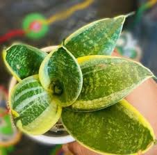 Image result for Sansevieria trifasciata