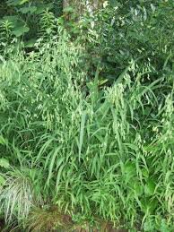 Image result for Chassalia parvifolia