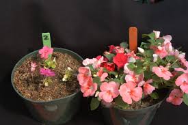 Ready to use gritty mix for the vast majority of succulents. Potting Soil Poison The Garden Professors