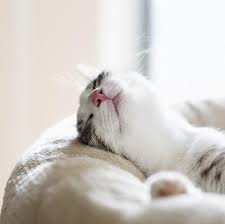 The first thing you should realize is that cats are most active between dusk and dawn, which means that they sleep mostly during the day and become active around twilight. How Many Hours A Day Do Cats Sleep