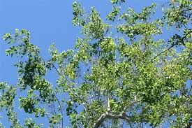 Image result for Dalbergia nitidula