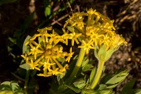 Image result for Gnidia kraussiana