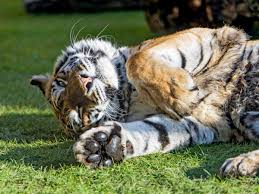 Bringing exotic pets & people together since 1990. Cheap Exotic Pets For Sale Near Me The Y Guide