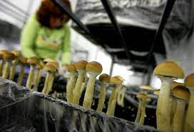 How To Grow Magic Mushrooms Trufflemagic Fresh Truffles Grow Kits