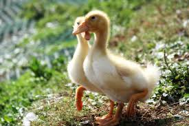 Putting One Foot in Front of the Other