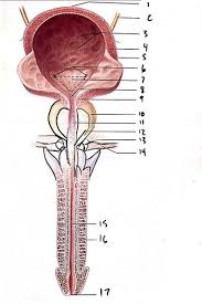 Anatomy Of The Urinary System Exercise 40 Flashcards Easy Notecards