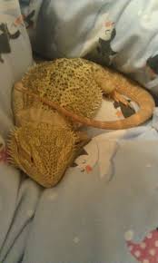 Spoiled Bearded Dragon One Of My Beardies Does This She Sleeps In Bed With Me Just Like That Bearded Bearded Dragon Cage Baby Bearded Dragon Bearded Dragon