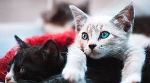Pet sales are by appointment only, so please call our friendly staff on 02 8834 0308 during business hours to make a booking. New Rules When Selling Or Giving Away A Pet In Nsw Petprofessional