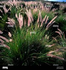 Image result for Melinis minutiflora