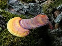 Image result for Ganoderma curtisii