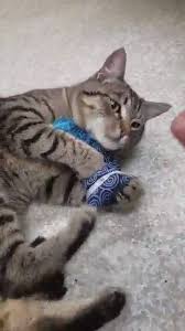 We did not find results for: West Olympia Pet Hospital Home Facebook