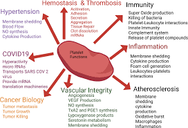 Image result for Platelet Dysfunction