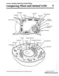 Download and print worksheets for teaching students about animal and plant cells. Cell Stucture And Function Coloring Pages Learny Kids