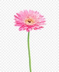White gerbera flower png clip art image. Flower Stock Photography Gerbera Jamesonii Common Daisy Png 664x1000px Flower Annual Plant Asterales Chrysanthemum Common Daisy
