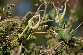 Image result for Pergularia daemia