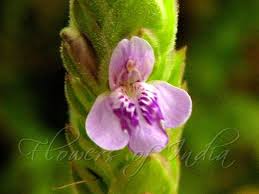 Image result for Rungia