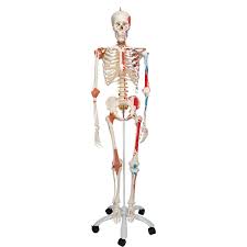 Check spelling or type a new query. Sam Anatomical Skeleton Human Skeleton Model Sam Human Anatomical Skeleton With Ligaments And Painted Muscles Plastic Skeleton Sam The Super Skeleton