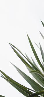 Hd phone wallpapers are suitable for iphones and android devices, helping you motivate the fotor's mobile wallpaper maker offers a massive selection of green plant photo wallpapers. Plant Phone Wallpaper 1080x2340 094