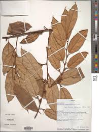 Image result for Diospyros gabunensis