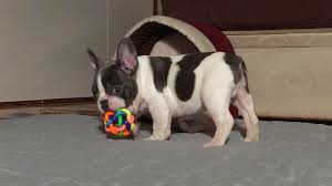 This is very simple to maintain. Pinto Blue Pied French Bulldog Youtube