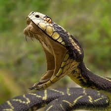 We have over 413 of the best snake games for you! How Snake Venom Kills And Saves Lives Let S Talk Science