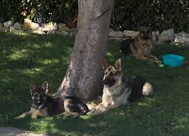 Black and red 8 month old gorgeous gs puppy. German Shepherd Puppies For Sale In Dallas Texas Home Facebook