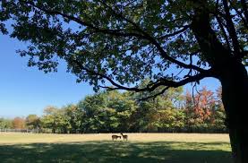 Englischer garten eulbach travelers' reviews, business hours, introduction, open hours. Romer Und Rotwild Im Englischen Park Zu Eulbach Odenwald